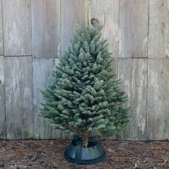 Real Christmas Trees - Walmart.com