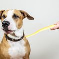 thumbnail image 4 of ColoMX Cepillo de dientes suave para mascotas, cepillo de dientes para perros y gatos, cepillo de dientes con mango largo y cabeza puntiaguda para razas pequeñas, cachorros, mascotas, cuidado bucal, 4 of 8