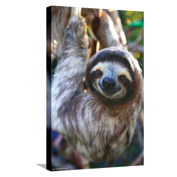 Sloth - Smile Canvas Wall Poster, 14.725" x 22.375"