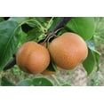 thumbnail image 5 of Asian Pear Tree | Premium Seeds | Pyrus pyrifolia 'Fruit' | Plants'® (Premium Seeds, 100), 5 of 9