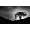 thumbnail image 2 of Meermann, Christian 32x22 White Modern Wood Framed Museum Art Print Titled - Lone Tree, 2 of 4