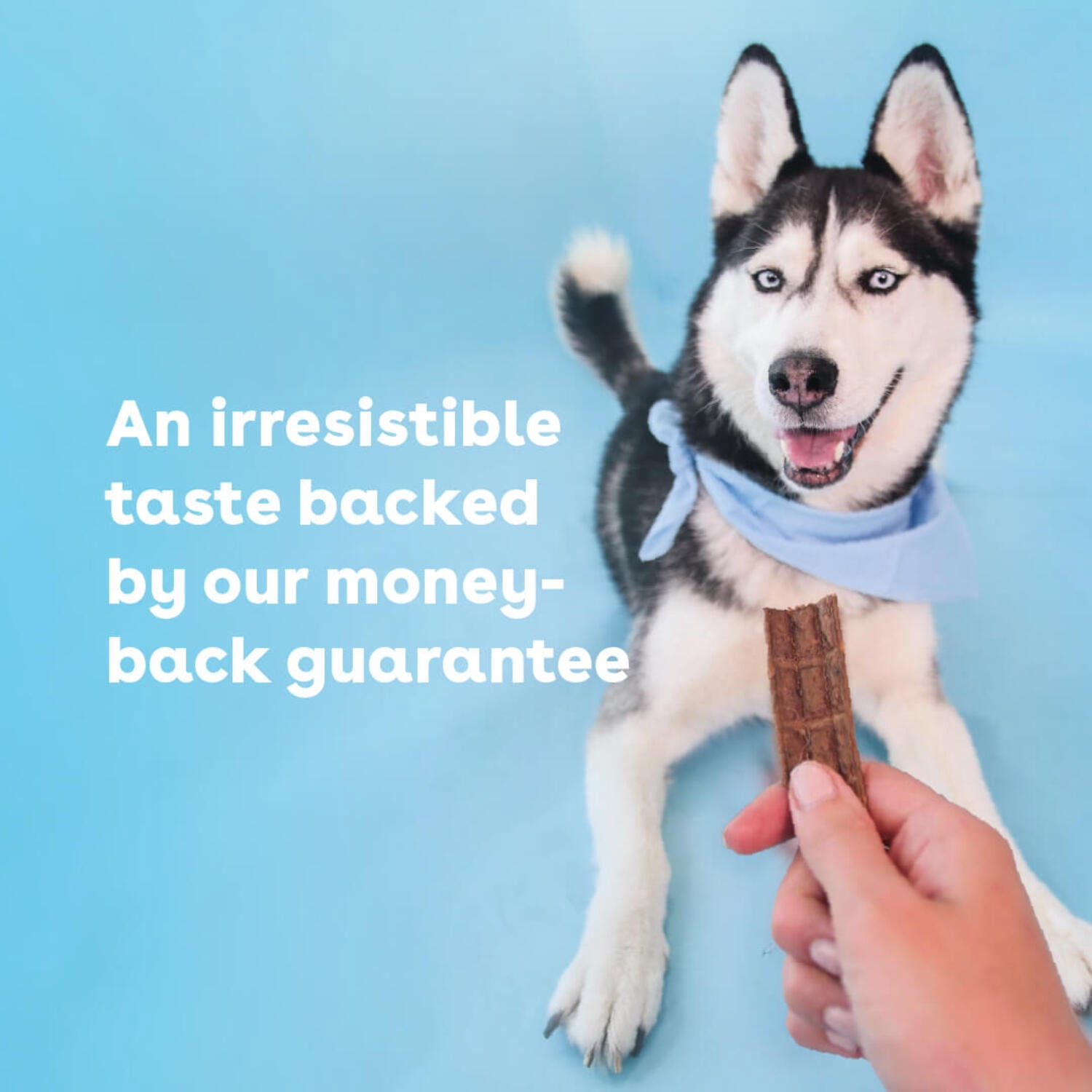 Pupford Soft Jerky for Dogs & Puppies, All-Natural, Healthy Dog Treats, No Fillers, Made in USA (Pork, 16 oz)