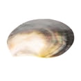 thumbnail image 1 of Collar de conchas marinas naturales, accesorio para playa, condimentos, almacenamiento de joyas L, 1 of 8