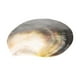 thumbnail image 1 of Conchas marinas naturales para hacer regalos, restaurantes náuticos de playa, gran decoración L, 1 of 8