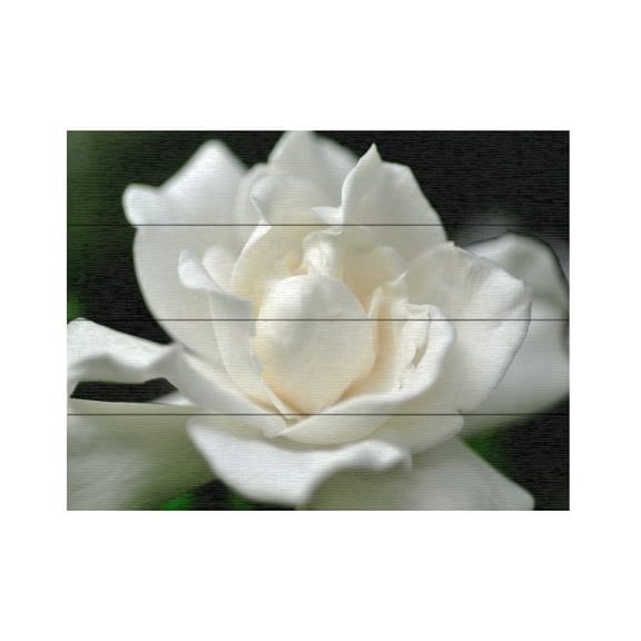 Trademark Fine Art 'Lovely Gardenia' Wooden Wall Art Art by Kurt Shaffer