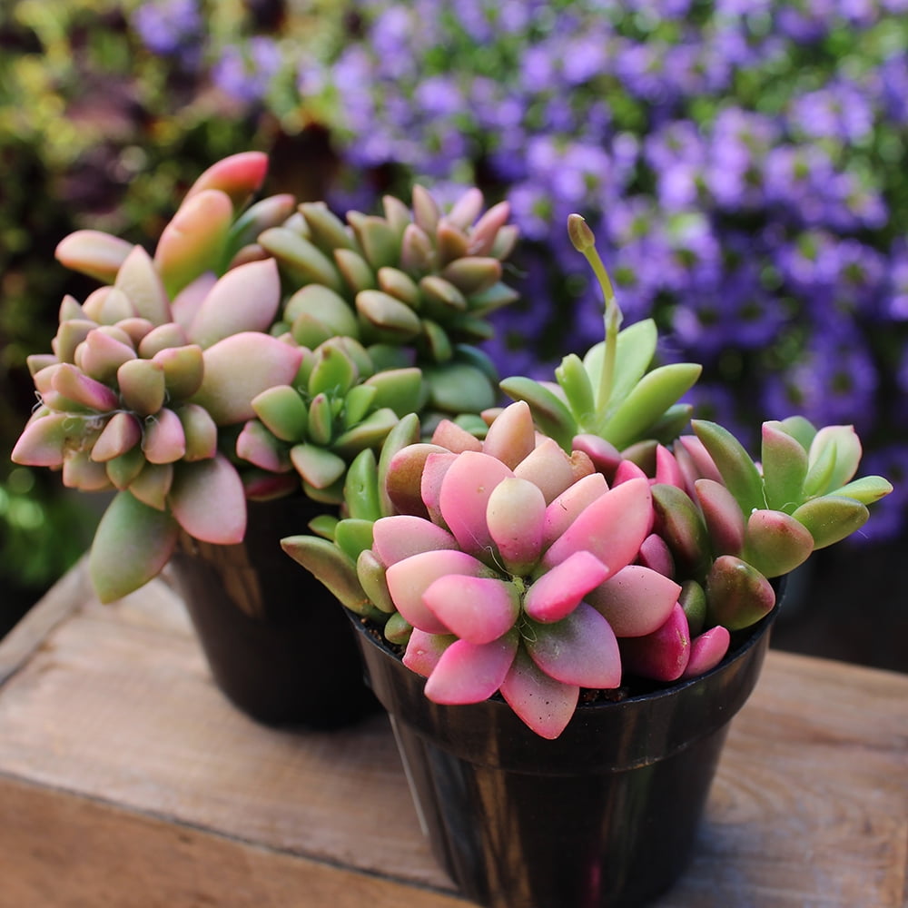 Altman Plants Pet Friendly Lithops Live Plants 4-Pack - Unique Succulents - Full Sun - 2.5-Inch Pots