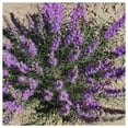 thumbnail image 4 of Everwilde Farms - 100 Dotted Blazing Star Native Wildflower Seeds - Gold Vault Seed Packet, 4 of 5
