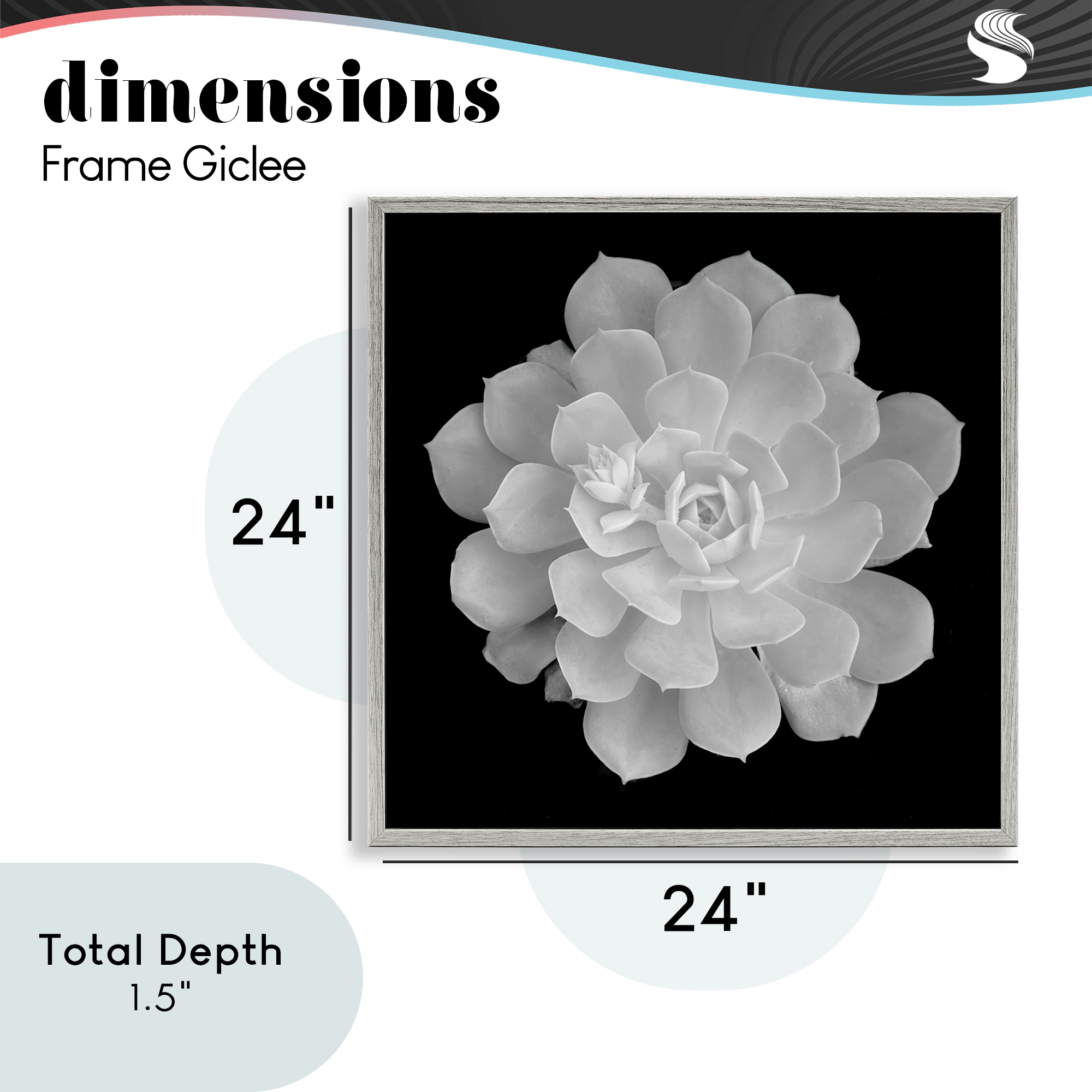 Pure White Succulent Contrast Gray Framed Giclee Art, design by Phillip Flowers