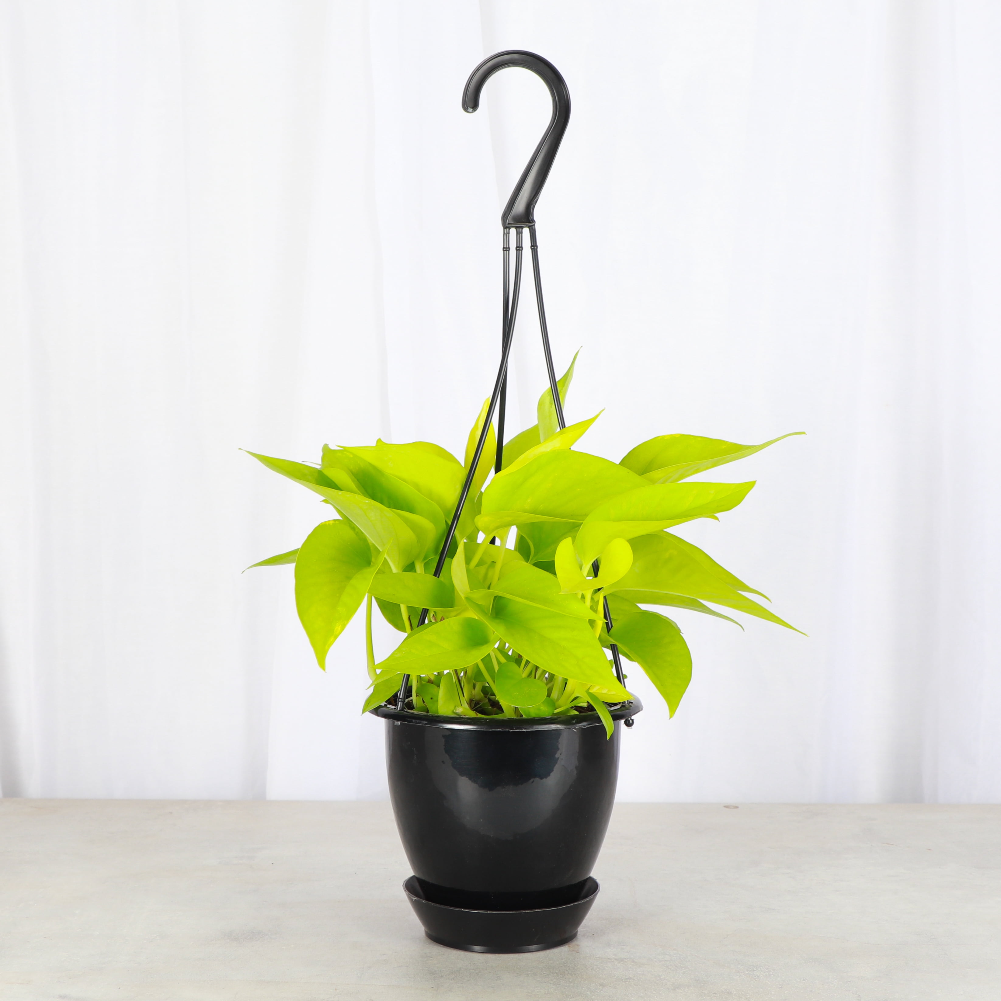 Live Neon Pothos Plant - 4" Hanging Pot - Black