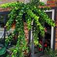 thumbnail image 4 of Set 2 Twisted Lipstick Plants Live, Curly Lipstick Houseplant, In 2 Inc Pots For Indoor Outdoor, 4 of 5