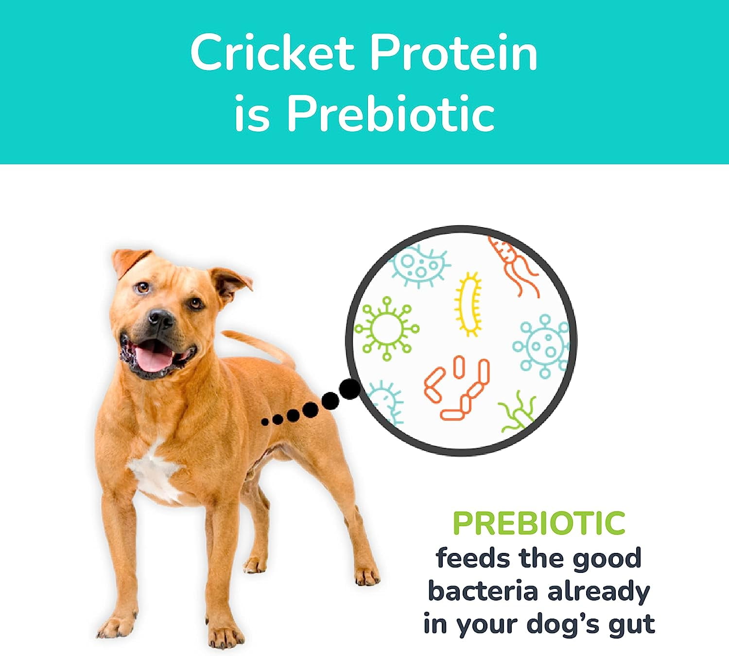 Cravin' Cricket - Crickets, Sweet Potato, & Quinoa 10 lb