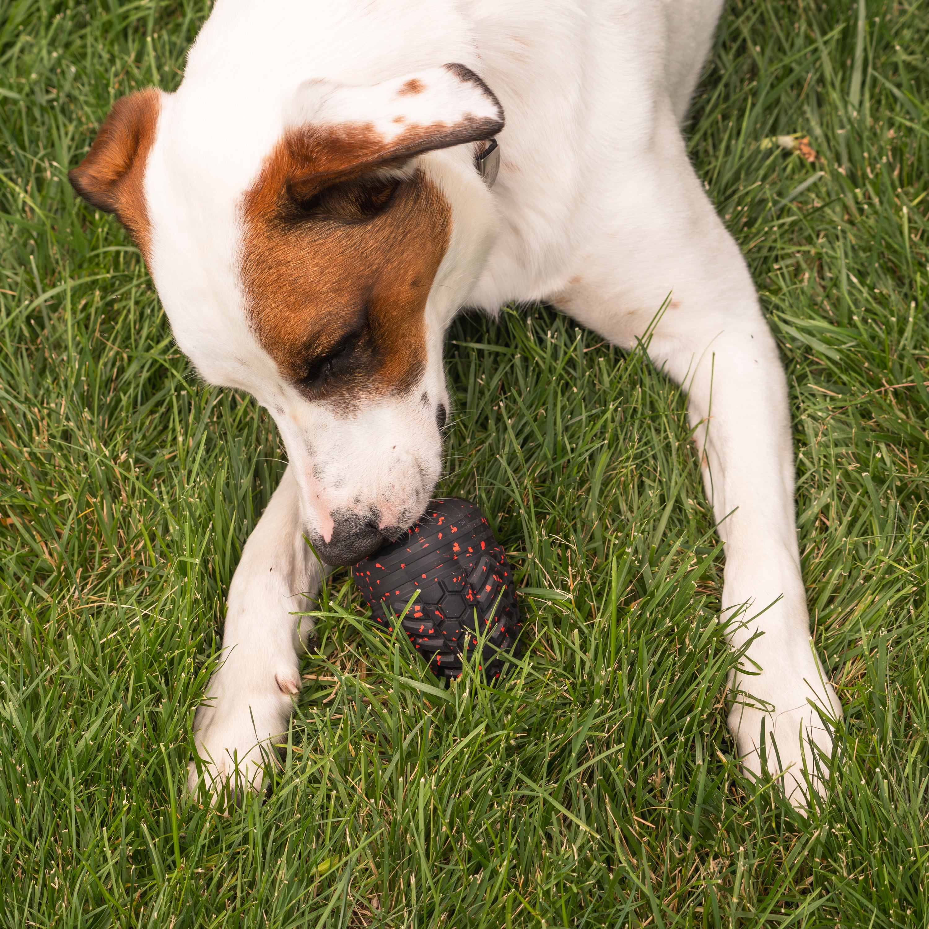 Chew King By Mammoth Supreme Dog Toy Collection, Durable All-Natural Rubber Supreme Treater, Large