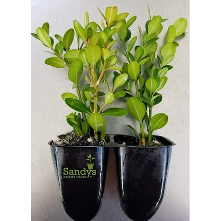 Boxwood Wintergreen Buxus Microphylla Starter Plant, Lot of 8