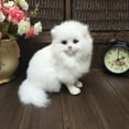 thumbnail image 1 of Interactive Companion Silver Cat with White Mitts, 1 of 5