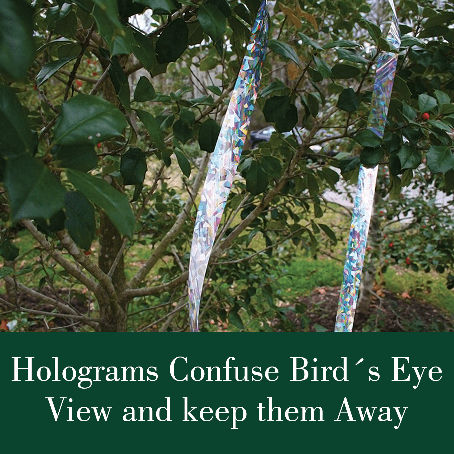 Dalen Holographic Scare Reflective Tape – Bird Deterrent Tape with Metallic Noise Feature, Broad Application and Easy to Use Bird Scare Ribbon (3/4" x 100') - 1 Roll
