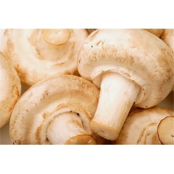 Close Up of White Mushrooms Poster Print by Darren Greenwood, 17 x 11