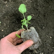 Jiffy 36 Cell Greenhouse Seed Starter Kit with 50mm Peat Pellets