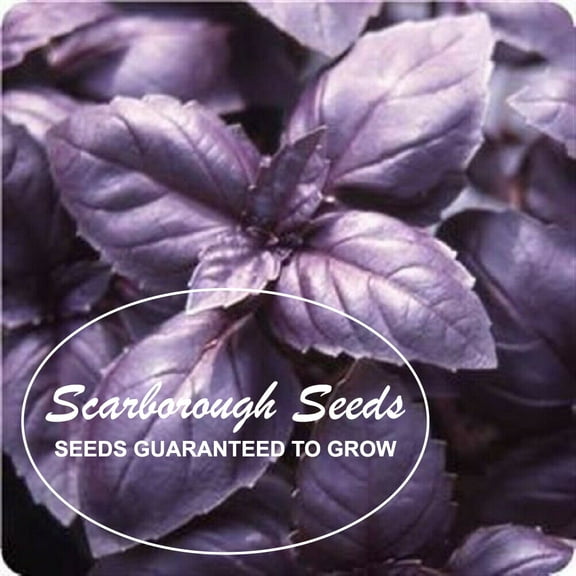 SCARBOROUGH SEEDS Red Rubin Basil 500 Seeds Heirloom NON GMO Fragrant USA