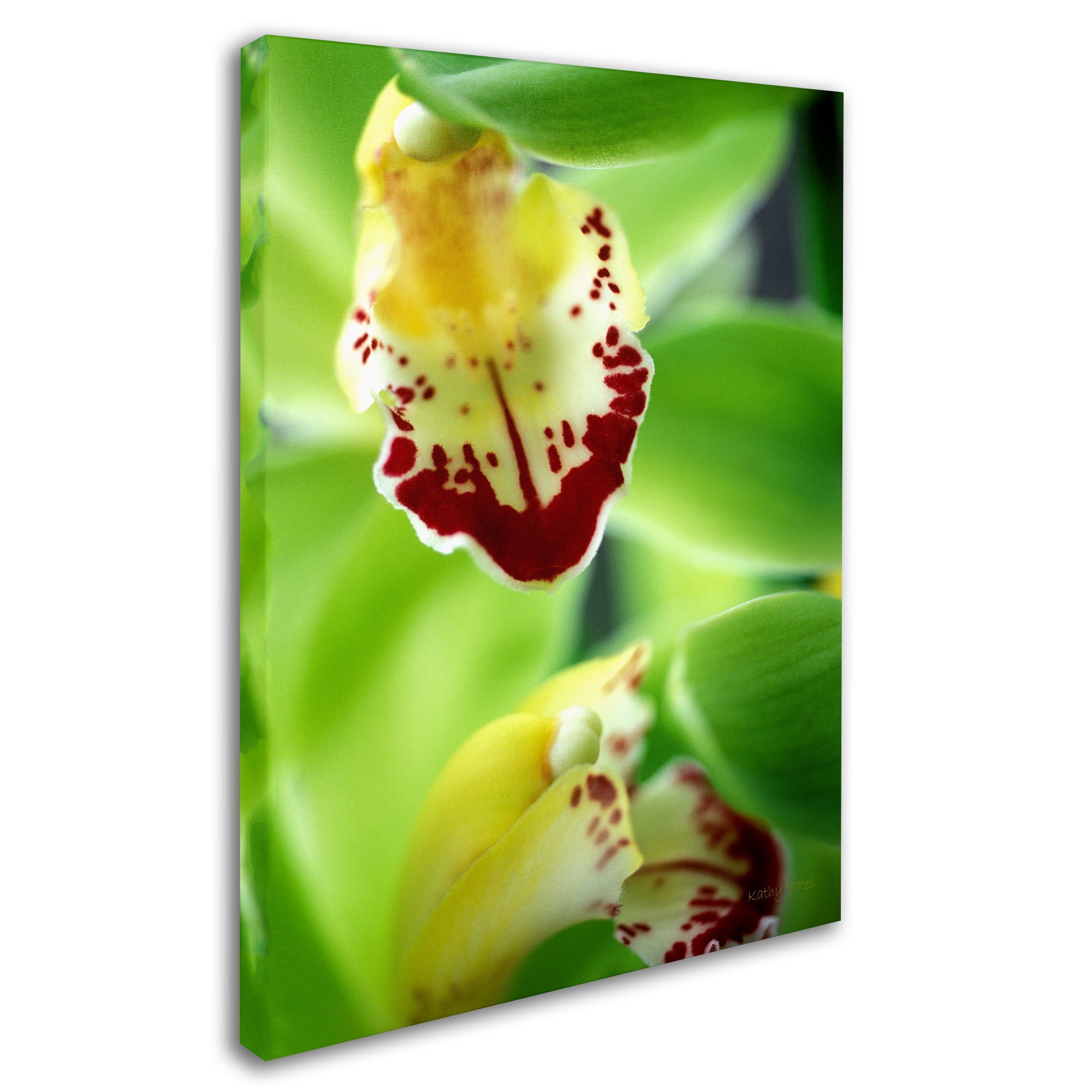 Trademark Fine Art "Cymbidium Seafoam Emerald Orchid" Canvas Art by Kathy Yates