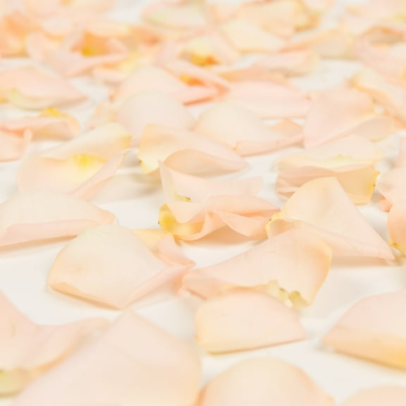 Rose Petals 5 Bags of Peach Farm Direct Fresh Cut Flowers Petals by Bloomingmore