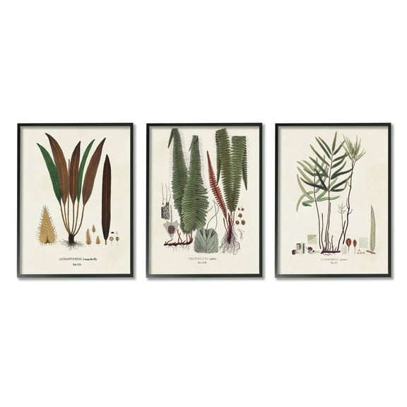 Stupell Industries Vintage Botanical Studies Botanical & Floral Painting Black Framed Art Print Wall Art, 11 x 14