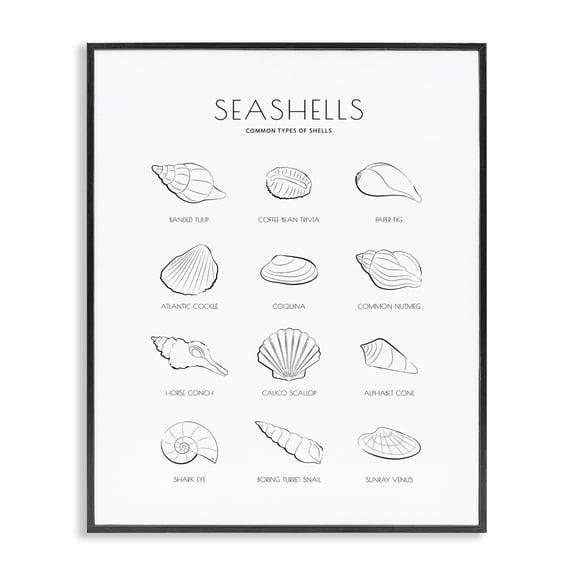 Stupell Industries Traditional Seashell Guide for Common Shells Minimal Nautical Chart Black Framed Giclee Art, 11 x 14, by Martina Pavlova