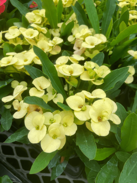 Yellow Crown of Thorns Plant Live for Planting, Yellow Euphorbia Milii Plant Perennial Succulent for Indoor Outdoor in 4 Inch Pot