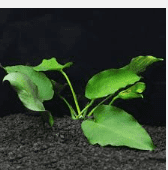 Anubias Barteri – Live Freshwater Aquarium Plant for Fish Tanks & Aquascaping - Large (4-6 Inches)