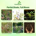 thumbnail image 2 of Outsidepride Partial Shade Wild Flower Seed Mix for All States - 1/4 lb. Premium Blend of Annual & Perennial Wildflowers, Perfect for Partial Shade Areas, & Outdoor Planting for Gardens & Lawns, 2 of 5