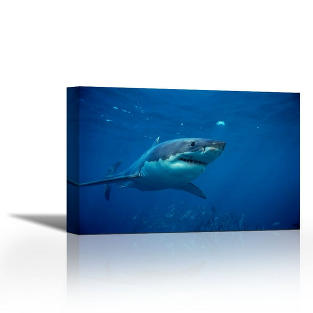 Great White Shark swimming underwater, Neptune Islands, South Australia ...