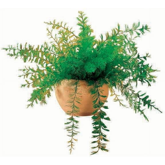 Mysterious Air Fern®