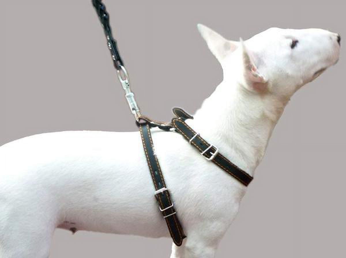 Real Leather Dog Walking Harness Medium Black, 21" - 26" Chest