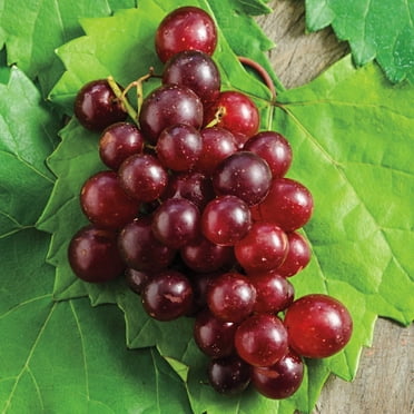 RazzMatazz Muscadine Grape Vine, DOR, WAmant Bare Root Fruit Bearing Starter Plant (1-Pack)