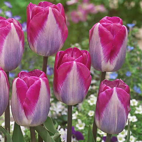 Sweet Showgirl Tulip Bulbs 10 Count