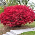 thumbnail image 7 of Brighter Blooms - Dwarf Burning Bush, 3 gal - No Shipping to AK, AZ, CT, DE, HI, IA, MA, MD, ME, MN, MO, NH, NJ, NY, OR, PA, VT, WI, 7 of 7