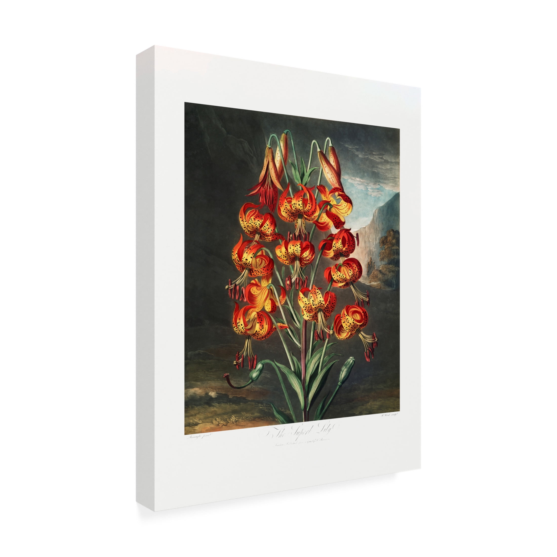 Trademark Fine Art Pictufy The Superb Lily from The Temple of Flora 1807 Canvas Wall Art