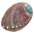 thumbnail image 4 of MOVTOTOP Abalone Shell Aromatherapy Burning Container for Home Use Multi-Color Natural Shell Craft décor 7.5, 4 of 7