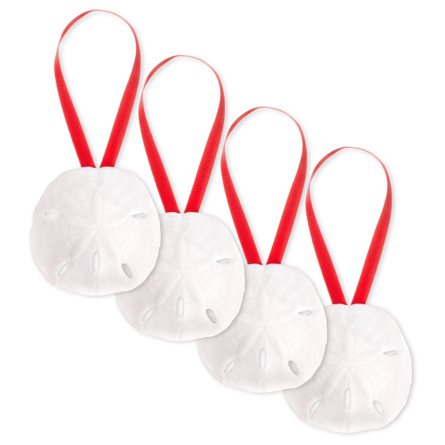 Sand Dollar Ornaments | Natural Sand Dollars 3" with Red Ribbon | Set of 4 | Real Sand Dollars for Beach Wedding Decor | Nautical Crush Trading