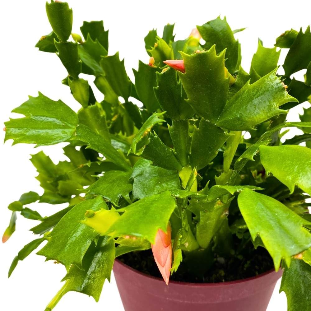 BubbleBlooms Christmas Cactus, 6-inch Holiday Crab Plant, Thanksgiving Seasonal Flowering