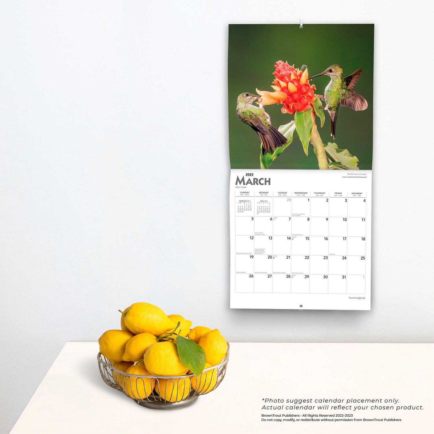 Hummingbirds 2023 Square