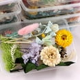 thumbnail image 6 of Visland 1 Box Real Mix Dried Flowers for Resin Jewellery Dry Plants Pressed Flowers Making Craft DIY Accessories, 6 of 7