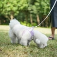 thumbnail image 5 of AIITLE Step-in Plush Dog Harness–Soft Plush, AIITLE Step in Vest Harness for Small and Medium Dogs Pet Supplies - Purple Corduroy, XXS, 5 of 6