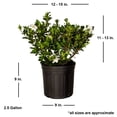 thumbnail image 2 of Expert Gardener Hardy Daisy Gardenia (2.5 Gallon) Evergreen Shrub with White Fragrant Blooms - Full Sun Live Outdoor Plant, 2 of 6