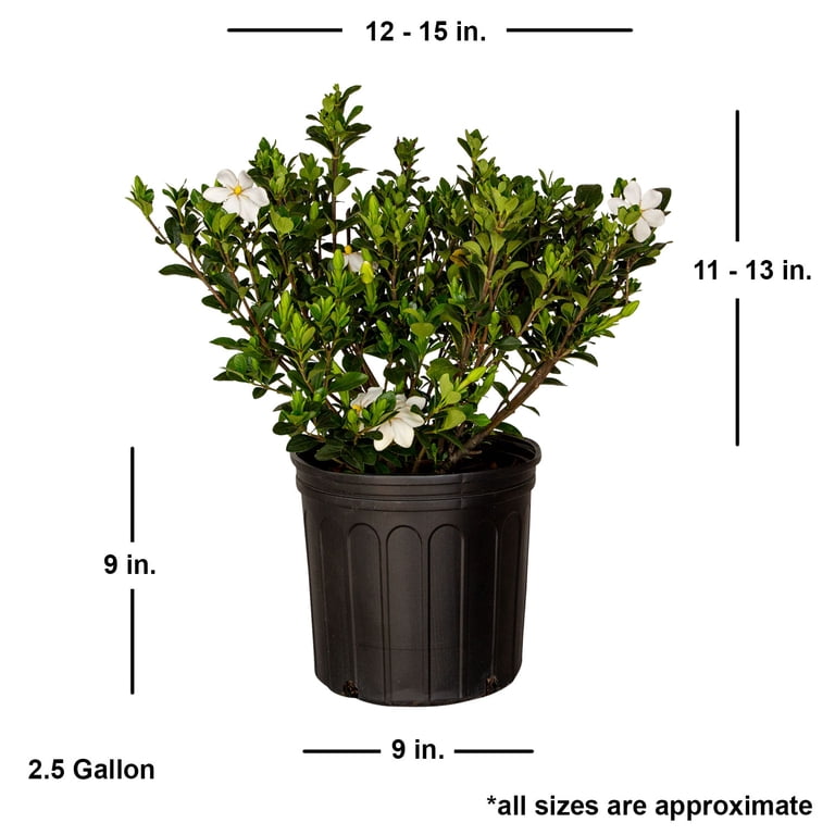 Expert Gardener Hardy Daisy Gardenia (2.5 Gallon) Evergreen Shrub