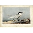 thumbnail image 4 of John James Audubon 32x23 Black Modern Wood Framed Wall Art Titled - Audubon Sandwich Tern, 4 of 6