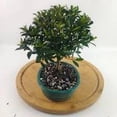 thumbnail image 4 of Live Brush Cherry Bonsai Tree in Ceramic Planter - Single, 4 of 7