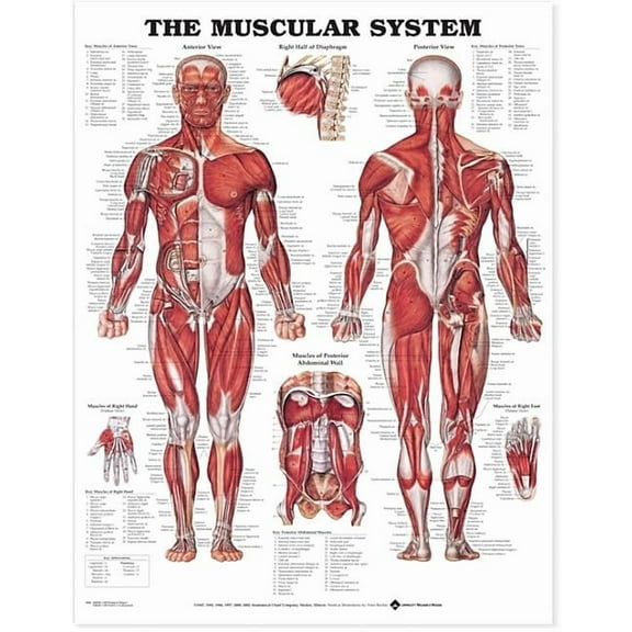The Muscular System Anatomical Chart