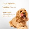 thumbnail image 4 of DreamBone® Protein Rings With Real Chicken & Sweet Potato, Rawhide-Free Protein Ring Chews, Artificial Free, For All Dogs 10.4kg, 4 of 7