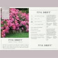 thumbnail image 6 of Drift Pink Rose Live Shrub (2 Gallon), 6 of 11