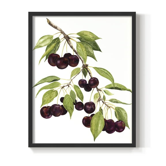 Watercolor Cherries Framed Print in Black Solid Wood 8 x 10 Framed Print